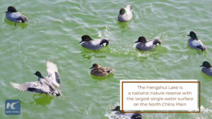 Cina, sul lago Hengshui decine di migliaia di uccelli migratori