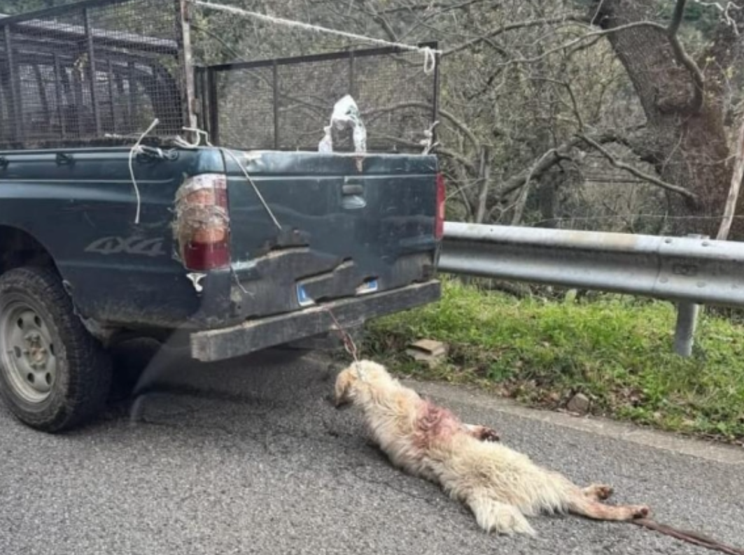 Orrore in strada: cane legato a un pick-up, scatta la denuncia e l’indignazione nazionale