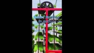 Cina: agricoltura smart, piantine di riso coltivate “in ascensore”