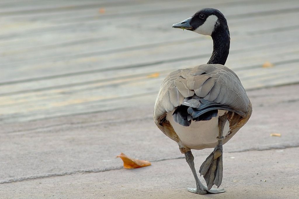 Banca del Fucino al fianco del Bioparco di Roma per il “City Future Challenge”