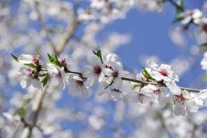 ribaltone-meteo-a-pasqua-e-pasquetta-arriva-la-primavera