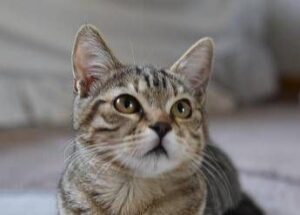 da-fuoco-a-un-gatto-e-lo-cucina-orrore-a-la-spezia