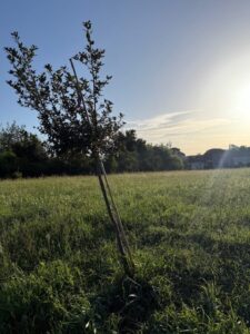 Cittadini preoccupati a Bracciano: “Grandi alberi sostituiti da piante striminzite e già secche”