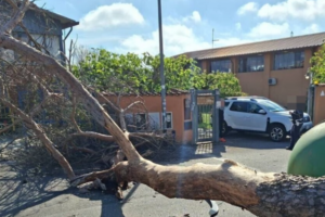 Ostia – Enorme pino frana su mamma e bimbo di quattro anni, corsa in ospedale
