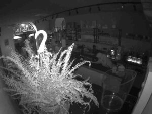 Viterbo – Furto in Via San Lorenzo: ladro entra in una pasticceria ma viene ripreso dalle telecamere a volto scoperto