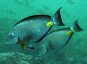 Allarme nel Mar Adriatico: arriva il “pesce chirurgo”, può provocare tagli profondi con spine affilate