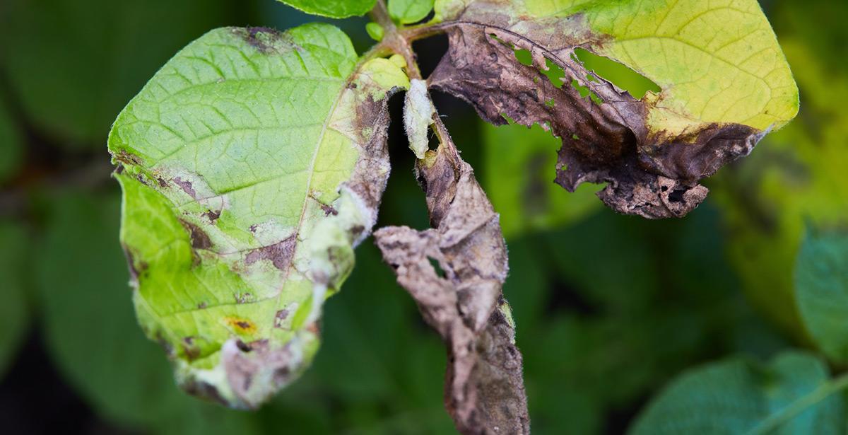 Viterbo – Xylella fastidiosa, se ne parla domani all’Unitus