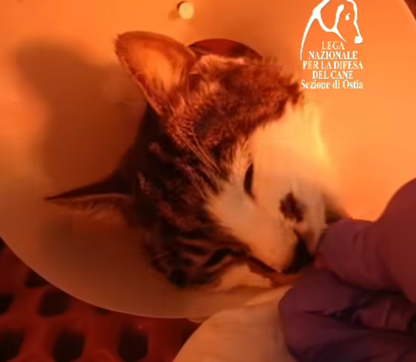 Roma – Gattina violentata, primi segnali di miglioramento dopo la trasfusione: “Rosi ha iniziato a mangiare” (VIDEO)
