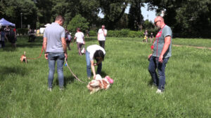 Dog Lovers Day, a Roma e Milano focus sulla prevenzione veterinaria
