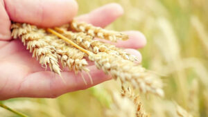 Grano, il modello Casillo fra tracciabilità e formazione