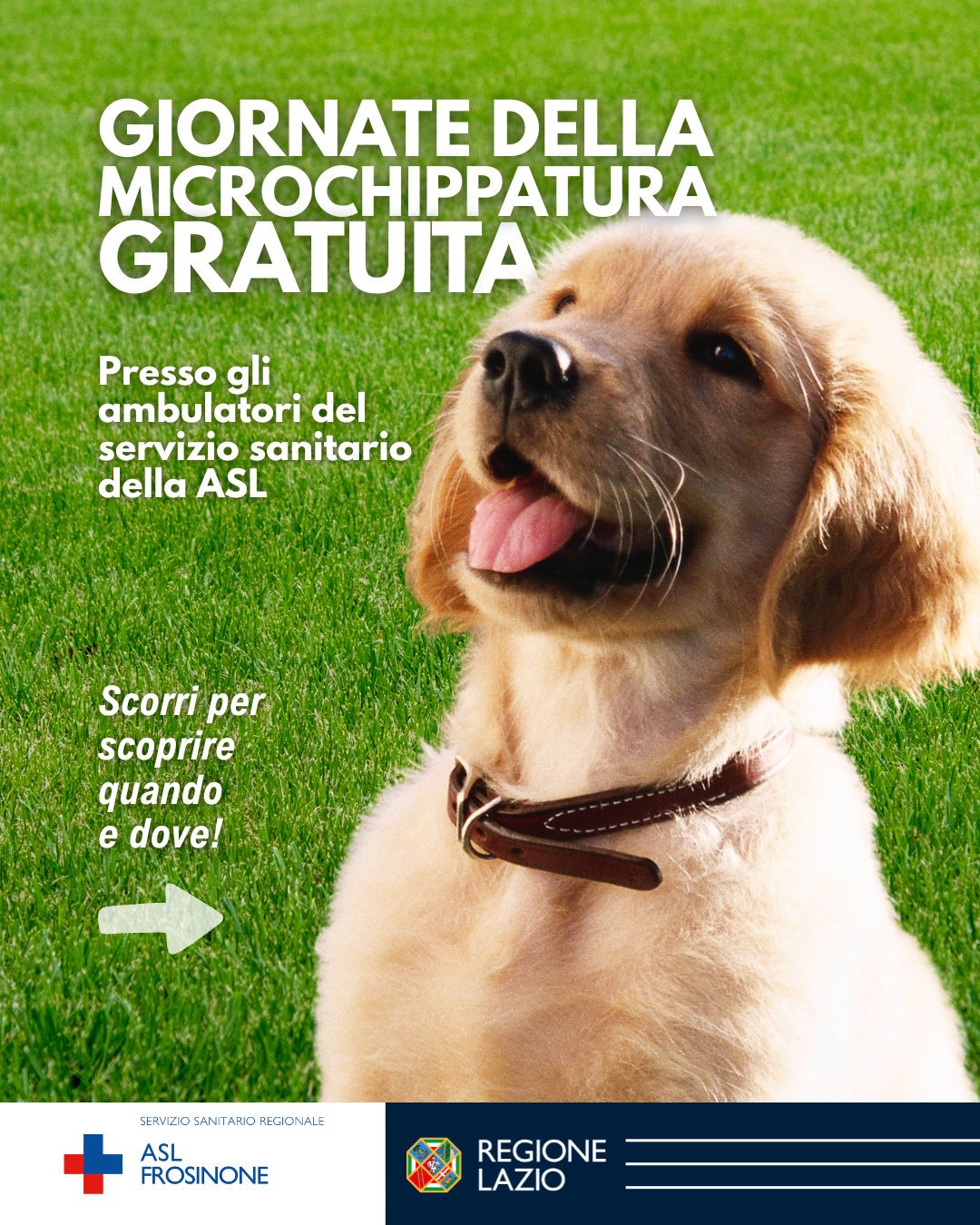 Frosinone: dal 23 maggio giornate gratuite di microchippatura cani