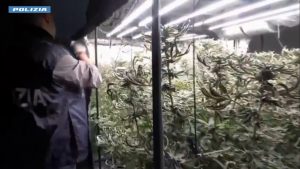 Catania, serra di marijuana in casa e laboratorio di documenti falsi: un arresto