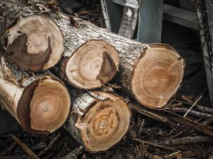 Legno di castagno, da Unindustria e Unitus un piano di valorizzazione per creare una strategia di marketing comune