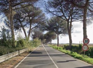 Abbattimento pini malati sulla Velletri-Nettuno: la regione stanzia 350mila euro, 200mila la Città Metropolitana di Roma Capitale
