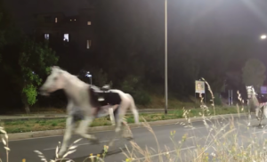 Cavalli in fuga nella notte a Roma: caos tra Caracalla, Colombo ed Eur (VIDEO)