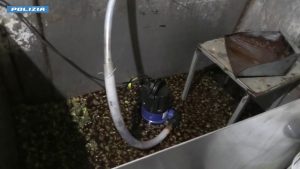 Piantagione di marijuana in un bunker segreto nel Foggiano, 5 arresti