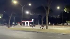 Roma: cavalli in fuga su strada, ipotesi petardi lanciati da vigile