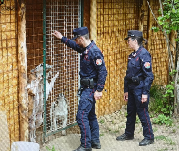 Faleria – Abusi edilizi e rifiuti in area vincolata: sequestrate strutture abusive, scatta la denuncia