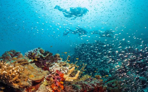 Cinque italiani morti in un’immersione alle Maldive: tra le vittime una ricercatrice universitaria