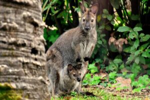 Al Bioparco di Roma è nato un canguro di Bennett, più piccolo di due centimetri