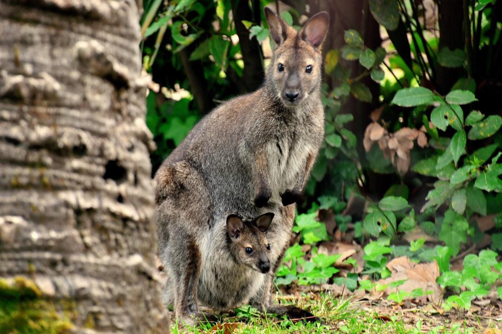 Al Bioparco di Roma è nato un canguro di Bennett, più piccolo di due centimetri