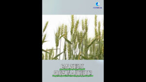 Cina, grazie alle nuove tecnologie il deserto si trasforma in terreno agricolo