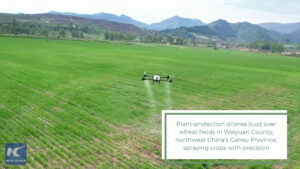 Cina, nel Gansu l’uso dei droni rafforza la protezione delle colture di grano