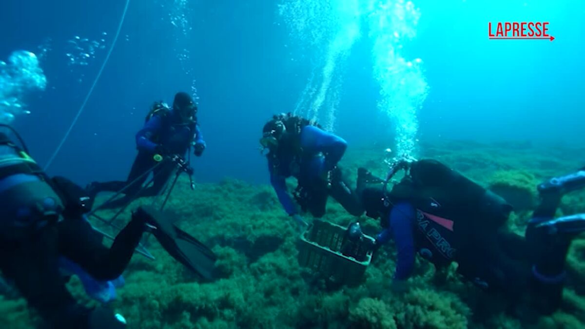 Proteggere e restaurare i coralli, il progetto per il Mediterraneo di Marevivo