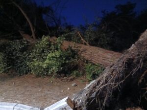 Tarquinia Lido – Grosso albero cade lungo via della Salara, chiusa la strada verso le Saline (FOTO)