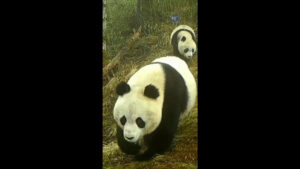 Cina: Gansu, rara fauna selvatica ripresa nel Parco dei panda giganti