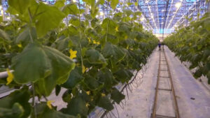 Agricoltura, produzione in lieve crescita e occupati in calo