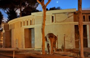 Roma – Bioparco aperto fino a tarda sera, talk ed eventi per l’estate romana