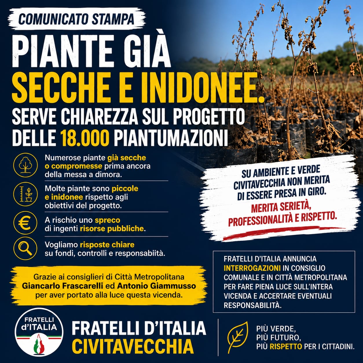 Civitavecchia – Fratelli d’Italia: “Piante già secche e inidonee. Serve chiarezza sul progetto delle 18.000 piantumazioni”