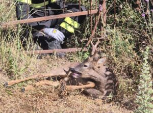 Santa Marinella – Cucciolo di cerbiatto resta incastrato in una recinzione, salvato dai Vigili del fuoco (FOTO)
