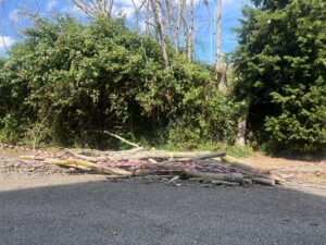 Tarquinia – Cade un grosso ramo in via Giovanni Falcone (FOTO)