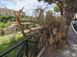 Viterbo – Sacrario, continuano a cadere rami dai pini del parcheggio: “Auto e pedoni a rischio, servono controlli” (FOTO)