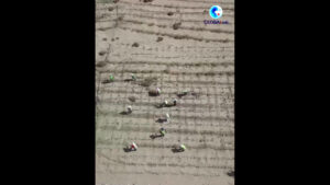 Cina, un corridoio verde protegge l’autostrada nel deserto di sabbie mobili
