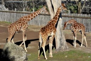 Banca del Fucino, la musica del Teatro dell’Opera di Roma al Bioparco