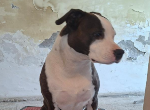 Viterbo – Cane “aggressivo” sequestrato nel centro storico: scattano i controlli di Carabinieri Forestali e ASL