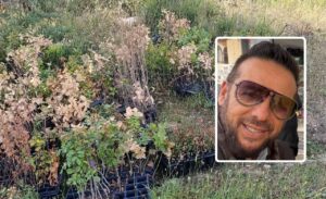 Civitavecchia – Frascarelli attacca sulle piantumazioni: «Soldi buttati e silenzio assordante», chiesti chiarimenti sulle 18mila piante