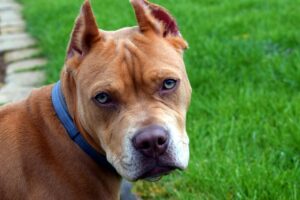 Tarquinia, ancora un’aggressione: donna attaccata da un cane in pieno centro, sette punti di sutura