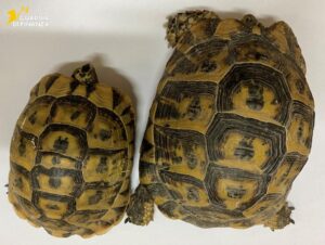 Civitavecchia – Gdf durante i controlli scova due tartarughe protette nascoste in un doppiofondo di un furgone