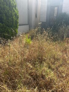 Civitavecchia – Cimitero invaso dalle erbacce, irraggiungibili gli accessi delle cappelle