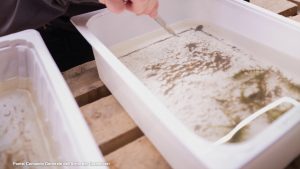 Un piccolo crostaceo rivela come sta cambiando il clima nell’Artico