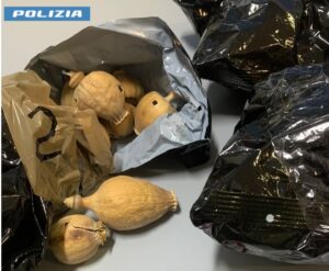 Latina – Bulbi di oppio sequestrati in negozio, un denunciato