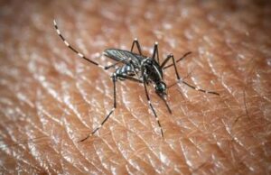 L’Oms lancia l’allarme, il virus West Nile cresce in Europa, 21 casi in Italia