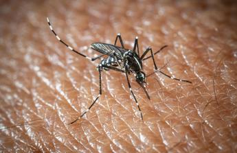 L’Oms lancia l’allarme, il virus West Nile cresce in Europa, 21 casi in Italia