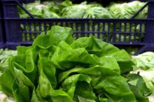 Giallo sull’epidemia di ciclosporiasi negli Usa, Fda: “Test su lattuga falso positivo”