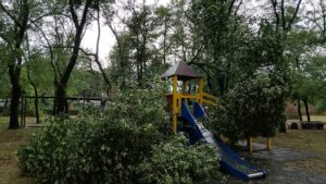 Maltempo nella Tuscia, notte di pioggia e vento: alberi caduti, strade chiuse e interventi in diversi comuni (FOTO)
