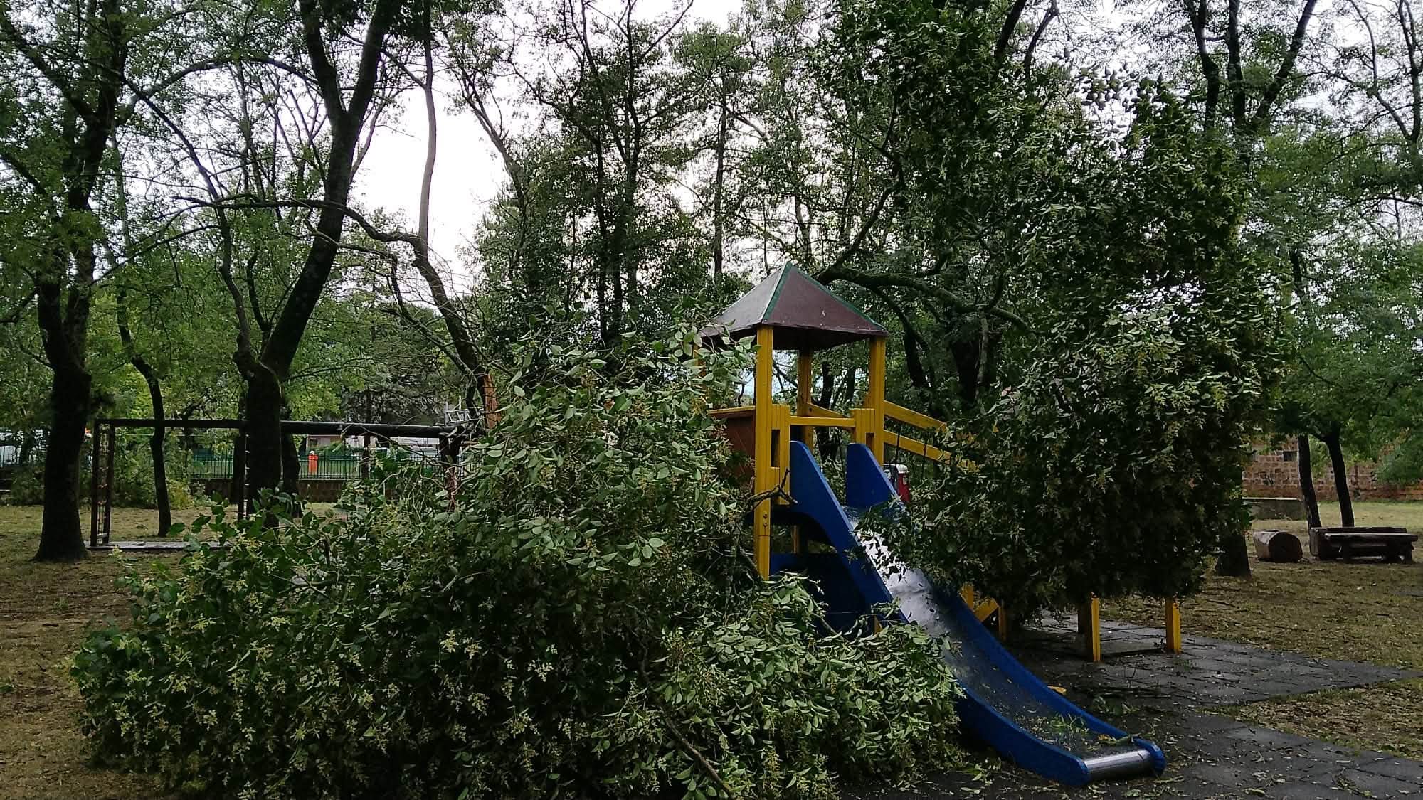 Maltempo nella Tuscia, notte di pioggia e vento: alberi caduti, strade chiuse e interventi in diversi comuni (FOTO)